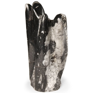 Polished Fossil Orthoceras Column