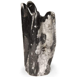 Natural History - Polished Fossil Orthoceras Column