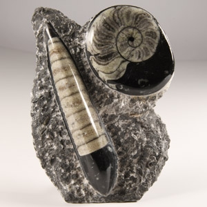 Polished Fossil Orthoceras and Goniatite Stand on Rock