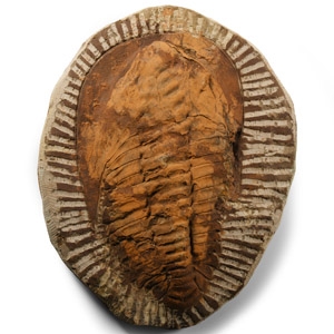 Large Fossil Cambropallas Trilobite