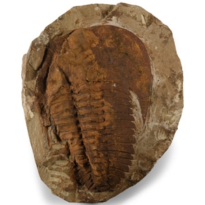 Fossil Cambropallas Trilobite