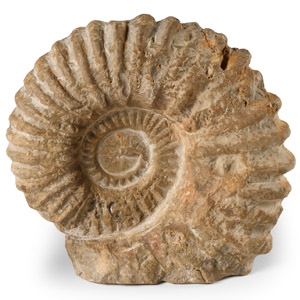 Natural History - Fossil Agadir Ammonite