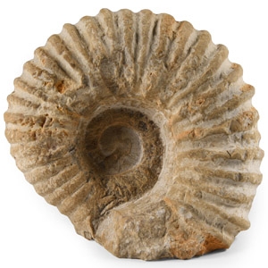 Natural History - Fossil White Agadir Ammonite