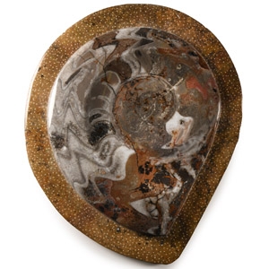 Natural History - Polished Fossil Goniatite Plate