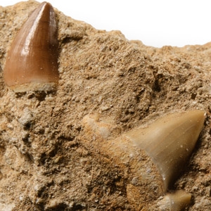 Natural History - Fossil Mosasaur Marine Dinosaur and Shark Teeth