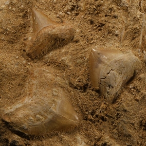 Fossil Mosasaur Marine Dinosaur and Shark Teeth