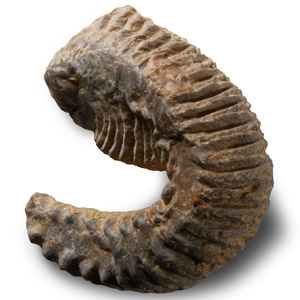 Natural History - Fossil Rastellum Bivalve