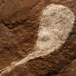 Natural History - Fossil Ginkgo Leaf on Matrix