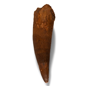 Natural History - Massive Spinosaurus Dinosaur Tooth