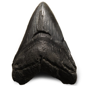 Fossil Megalodon Giant Shark Tooth
