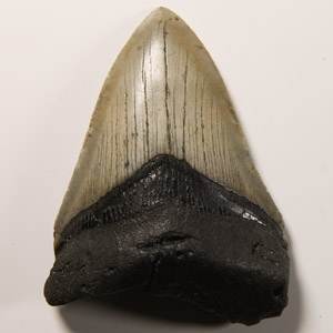 Fossil Megalodon Giant Shark Tooth