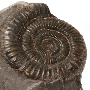 Fossil Whitby Dac Ammonite Stand