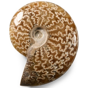 Natural History - Polished Fossil Cleoniceras Ammonite
