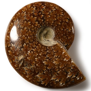Polished Fossil Cleoniceras Ammonite