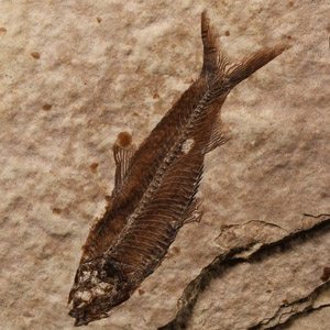 Knightia Fossil Fish on Matrix