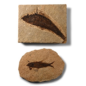 Natural History - Knightia Fossil Fish Group