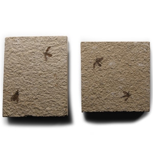 Natural History - Fossil March Flies on Matrix