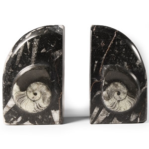 Natural History - Polished Fossil Goniatite Book Ends