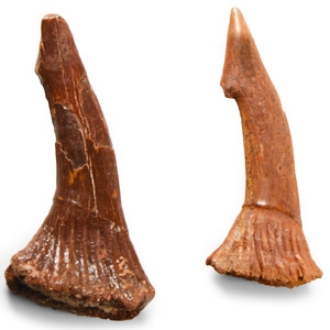 Natural History - Fossil Onchosaurus Rostral Spines