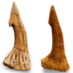 Natural History - Fossil Onchosaurus Rostral Spines