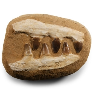 Fossil Mosasaur Jaw on Composite Matrix