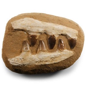 Natural History - Fossil Mosasaur Jaw on Composite Matrix