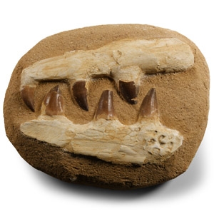 Natural History - Mosasaur Jaw on Composite Matrix