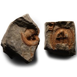 Fossil Declivolthus Trilobite Pair