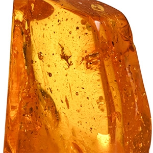 Insects in Polished Amber