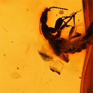Natural History - Insect in Polished Amber