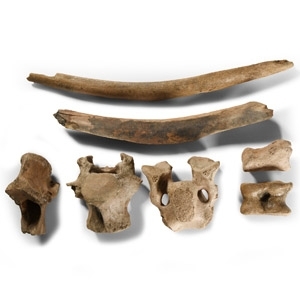 British Bison Bone Group