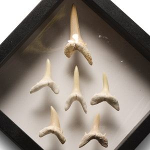 Natural History - Sand Shark Tooth Display