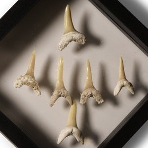 Natural History - Sand Shark Tooth Display