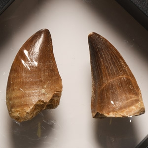 Natural History - Fossil Mosasaur Tooth Display