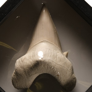 Natural History - Fossil Otodus Shark Tooth Display