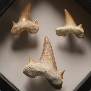Fossil Otodus Shark Tooth Display