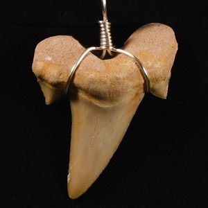Natural History - Fossil Otodus Shark Tooth Necklace