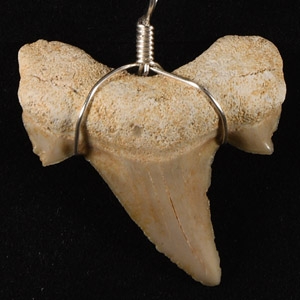 Natural History - Fossil Otodus Shark Tooth Necklace