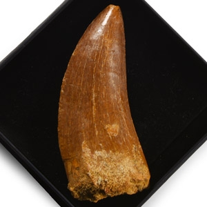 Fossil North African T-Rex Tooth