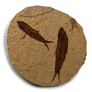 Knightia Multi Fossil Fish Plate