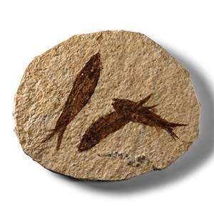 Natural History - Knightia Multi Fossil Fish Plate