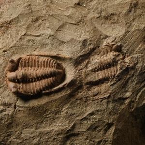 Fossil Euloma Trilobites on Matrix