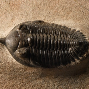 Fossil Morroccanites Trilobite