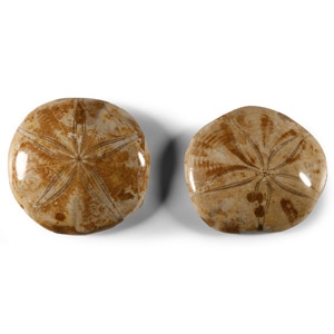 Polished Fossil Sea Urchin Pair
