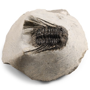 Fossil Leonaspis Trilobite on Matrix