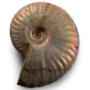 Iridescent Fossil Ammonite