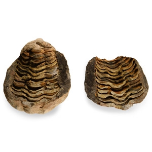 Natural History - Fossil Flexicalymene Trilobite Nodule
