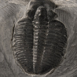 Fossil Elrathia Trilobite on Matrix