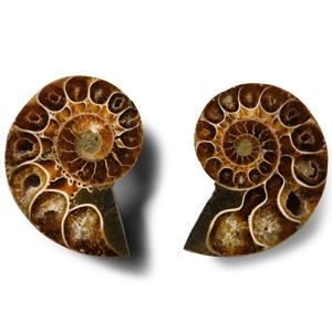 Natural History - Cut and Polished Fossil Ammonite Pair