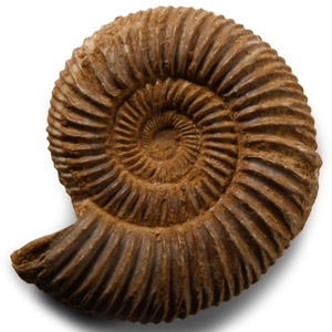 Natural History - Fossil Perisphinctes Ammonite
